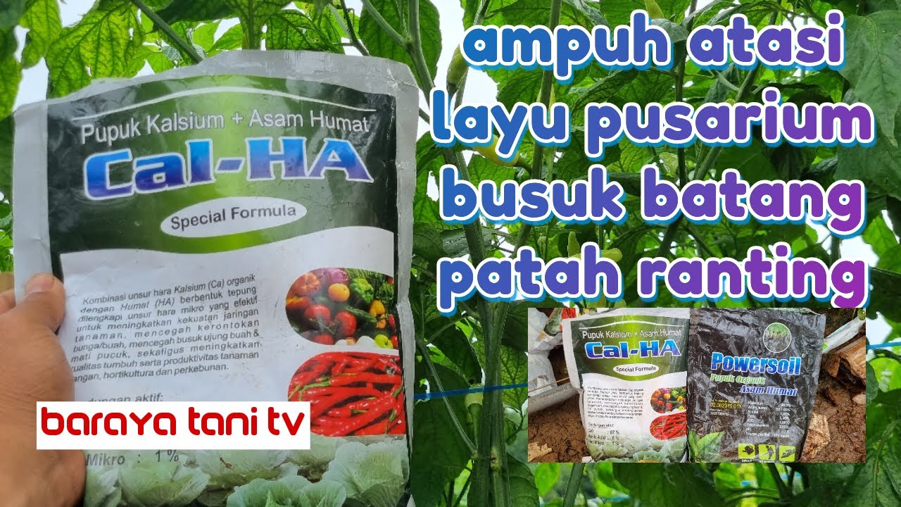 BUSUK BATANG PADA TANAMAN CABAI!!! LAYU FUSARIUM DAN PATAH RANTING
