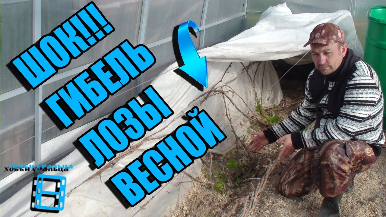 ГИБЕЛЬ ВИНОГРАДНОЙ ЛОЗЫ ВЕСНОЙ, ОТСУТСТВИЕ ПАСОКИ. ПРИЧИНЫ. ВЫРАЩИВАНИЕ ВИНОГРАДА В ТЕПЛИЦЕ