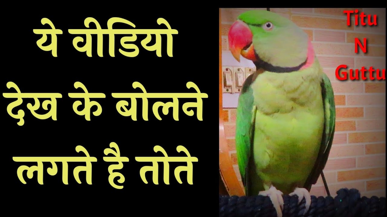 ये वीडियो देख के बोलने लगते है तोते - Ye video dekhte hi bolega aapka parrot Mitthu