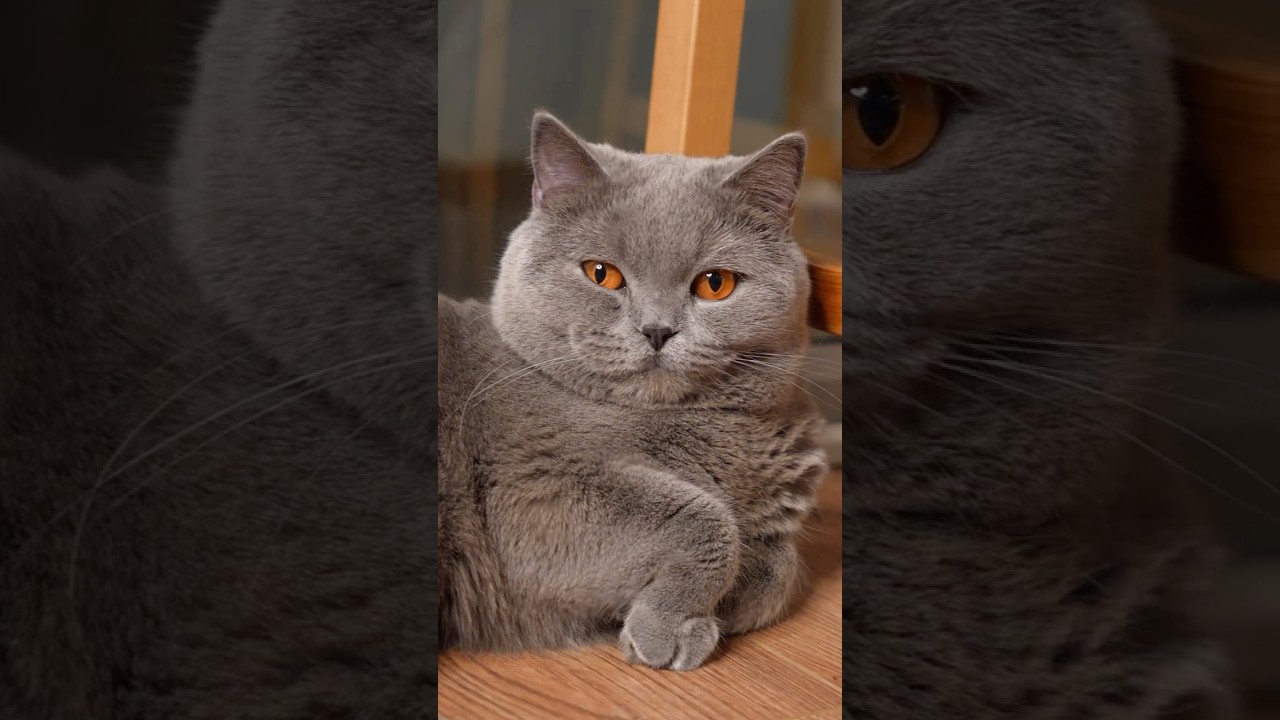 Cat Slow Blink Meaning | Why Cats Close Their Eyes at You 😻