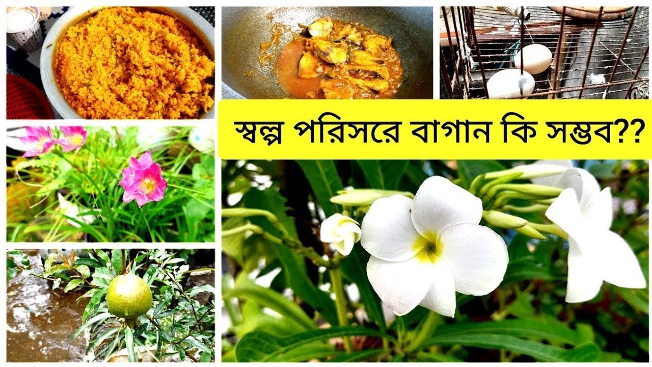 ফুল ফল সব্জিতে ঘেরা ছাদ বাগান __ ছাদে হাঁস মুরগি পালন __ Rooftop garden __ Dhaka Bangladesh