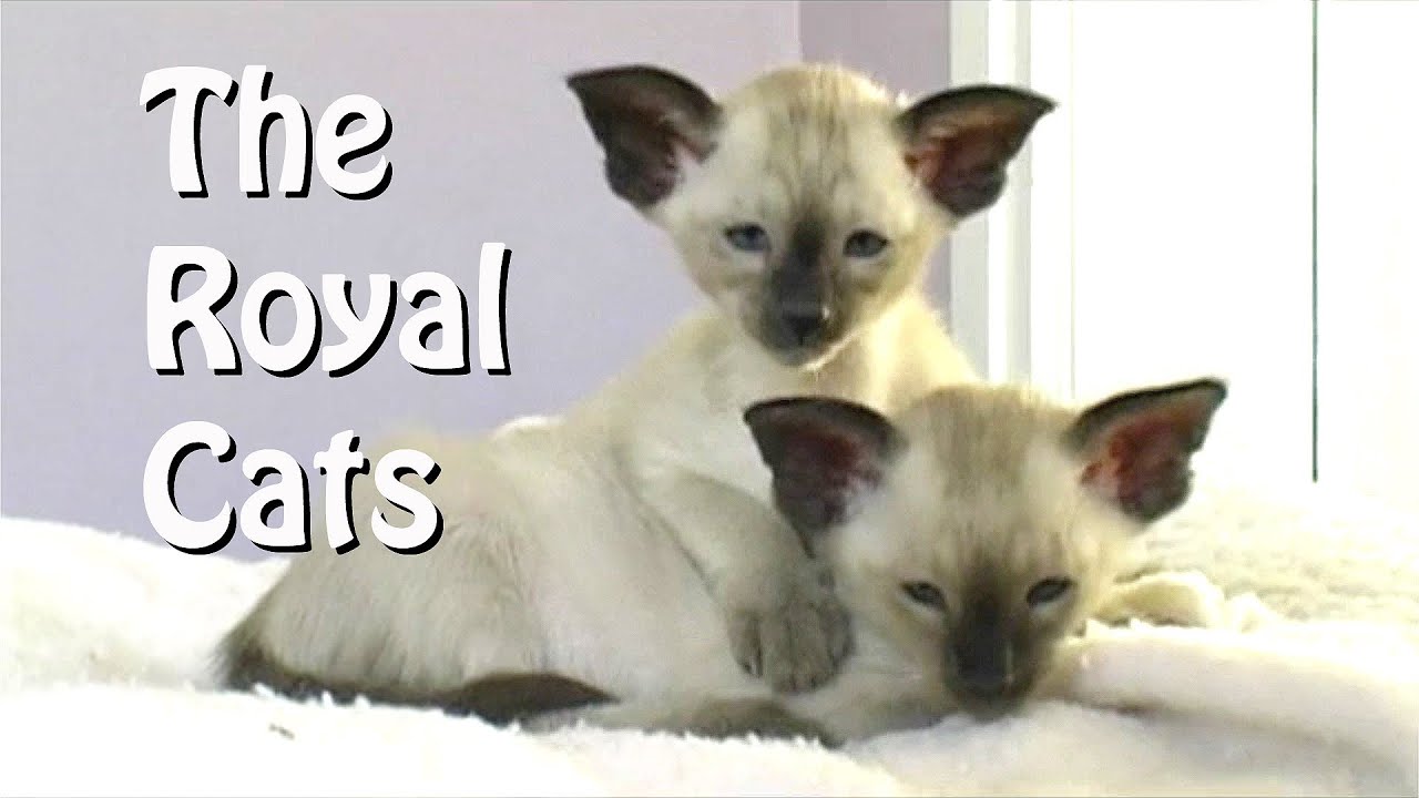 Siamese - the Royal Cats
