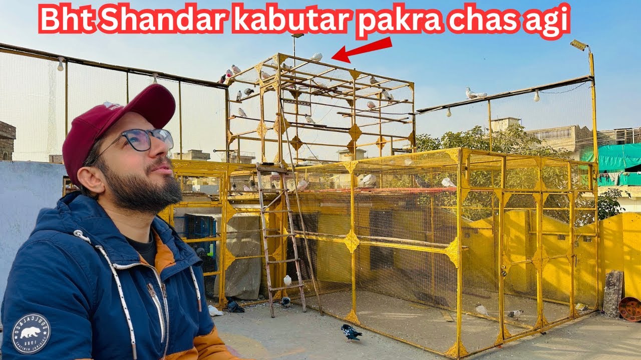 Aj bht kamal ka kabutar pakra chas agi 😱 | Dar pigeons club | 
