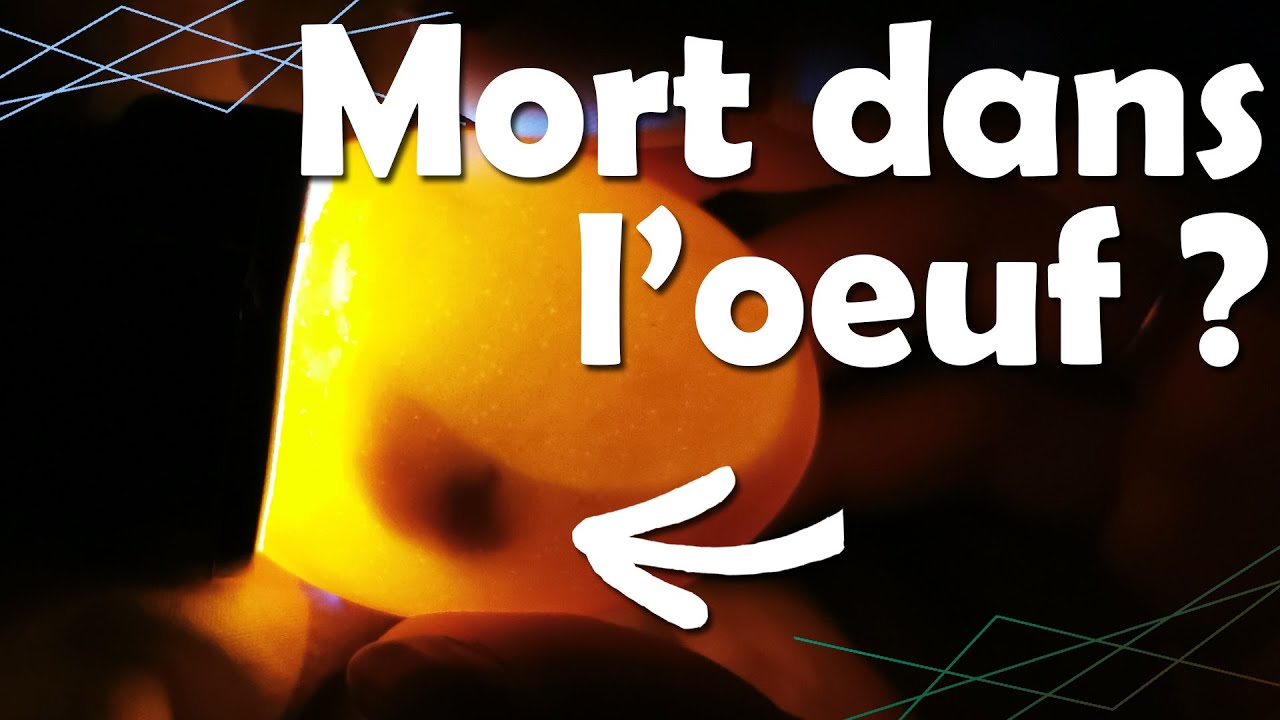 ŒUFS en INCUBATION : embryon mort dans l’œuf ?