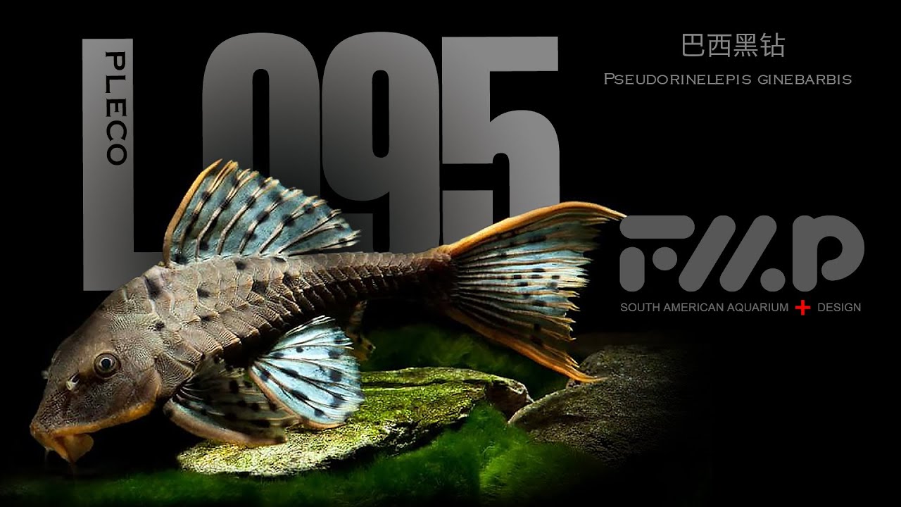 L095, L112，Orange Cheek Pinecone Pleco，巴西黑钻