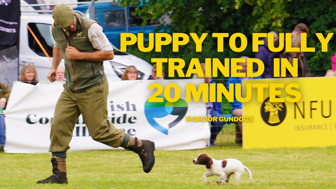 DOG TRAINING DEMONSTRATION: Spaniels, Labradors, Golden Retriever & German Shorthair Pointer
