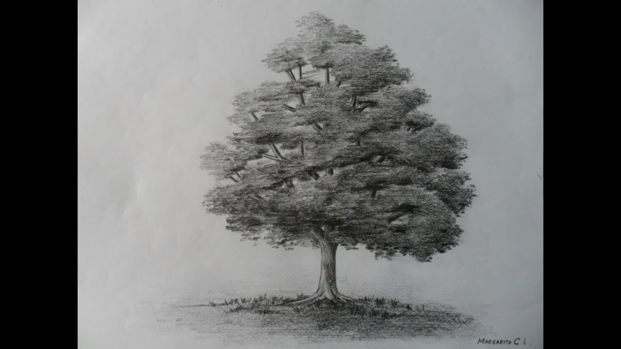 Como dibujar un árbol paso a paso, bien fácil. Bases para aprender a dibujar un arbolito clásico.