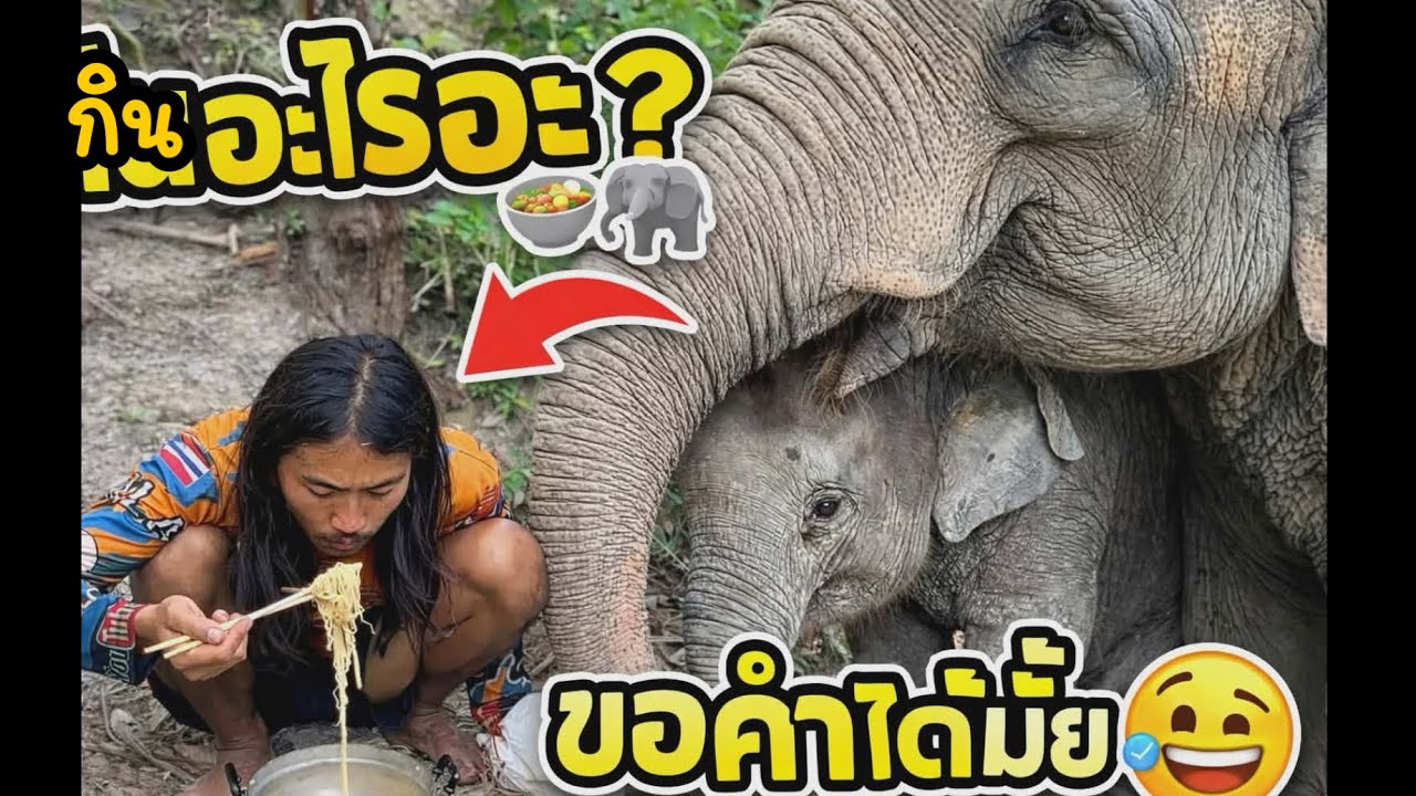 ควาญแบงค์กินมาม่าไม่แบ่ง…ช้างเลยเดินมาดู 😂