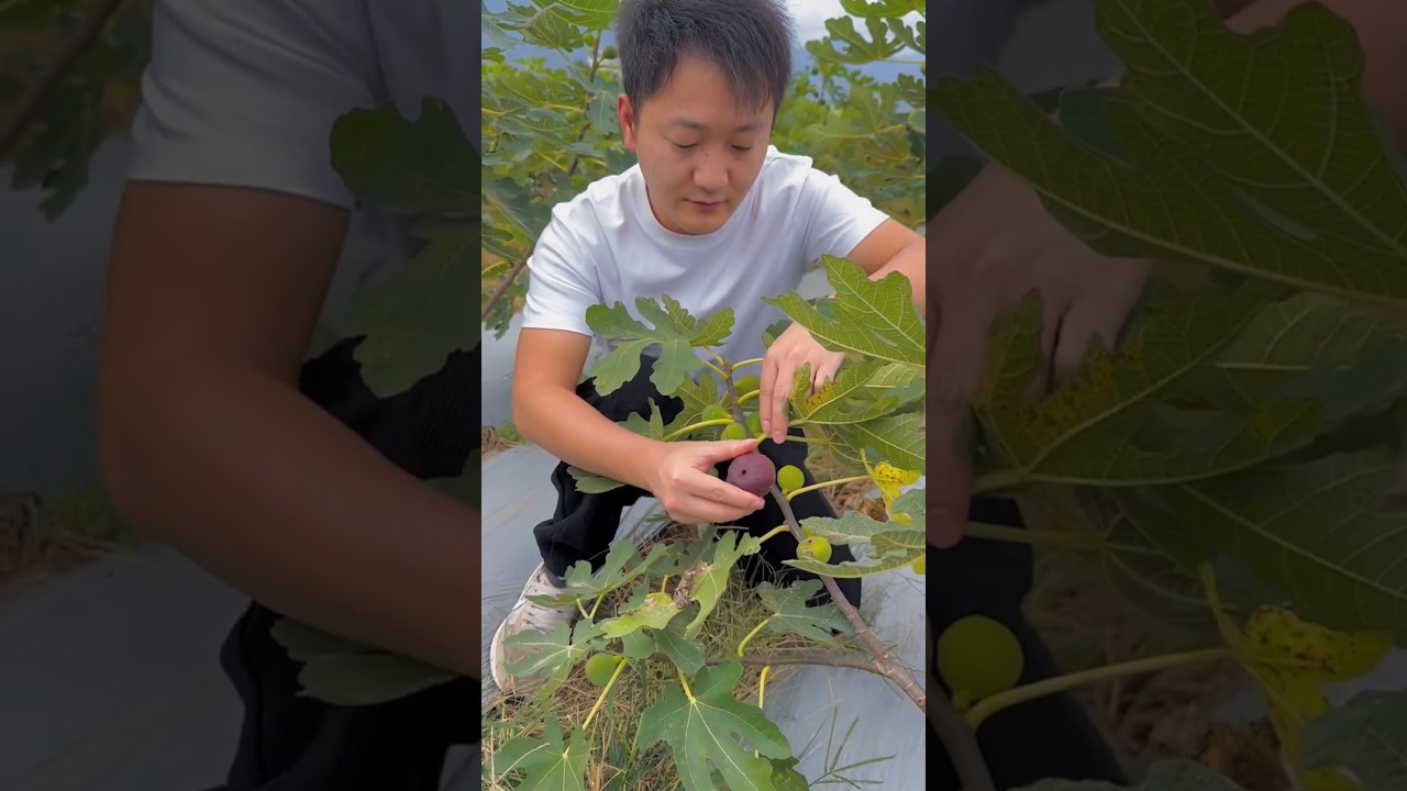 Figs fruit so fresh with beautiful natural #fruit #farming