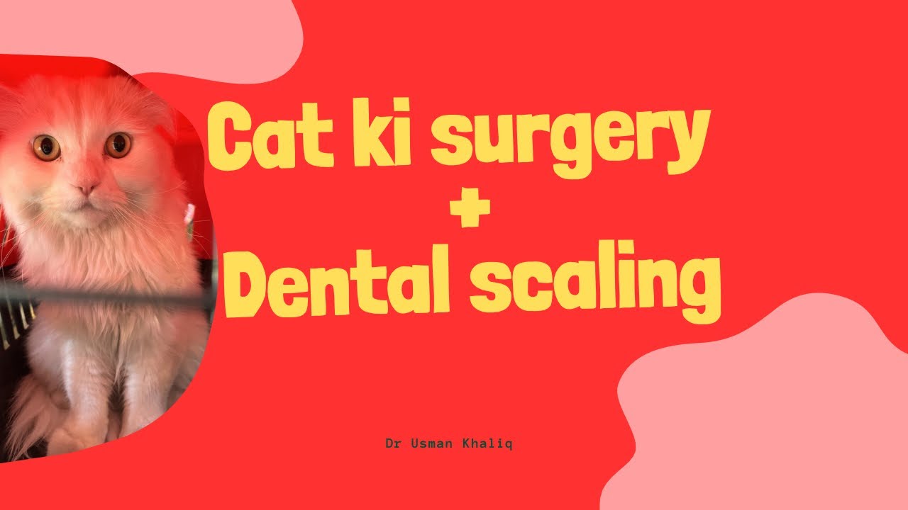 Cat ki surgery hogai aur Dental scaling krdi