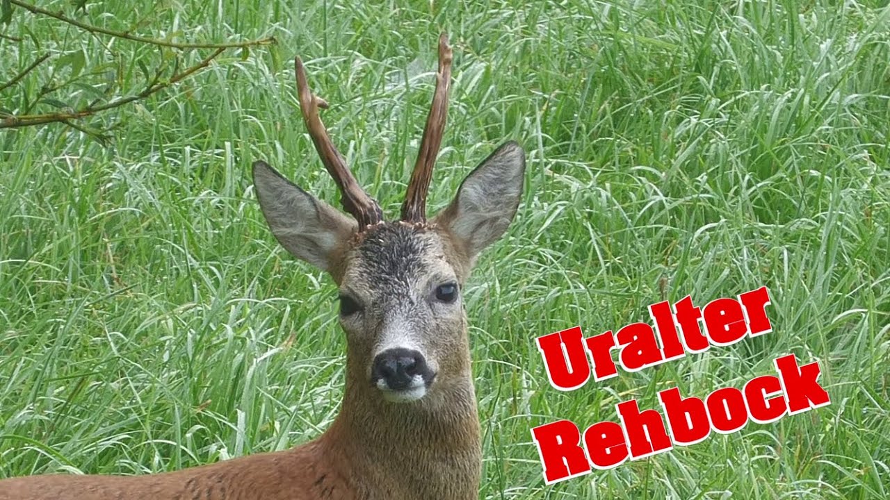Uralter Rehbock von der Müritzwiese