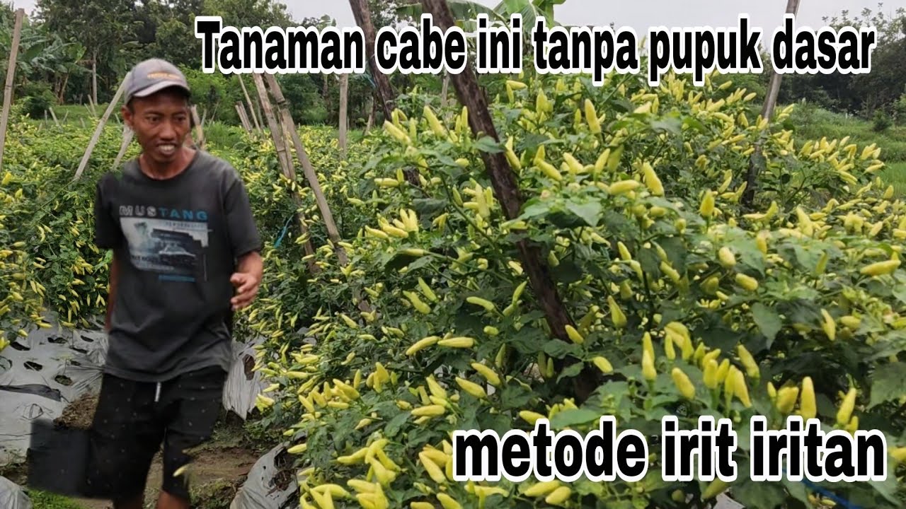 Menanam cabai tanpa pupuk dasar