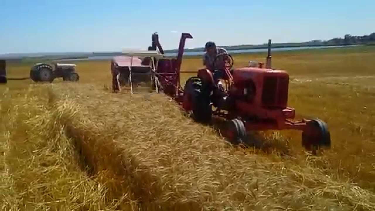 1942 McCormick Deering combine Model 42R harvesting wheat