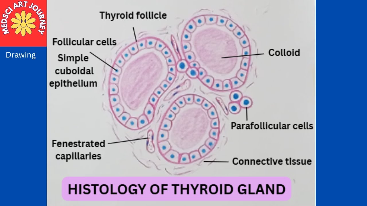 Histology of Thyroid Gland (H&E) | Thyroid Follicles, Colloid & Cells | Medical Exams