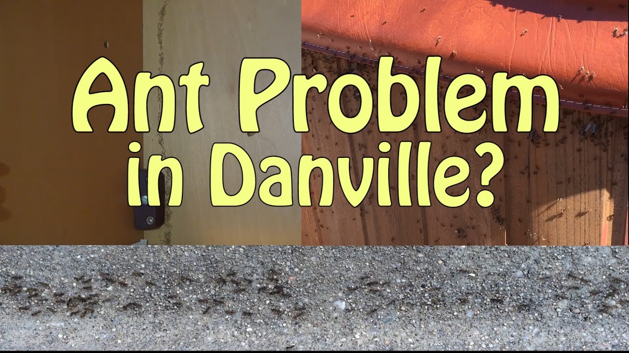 Ant Pest Control Danville