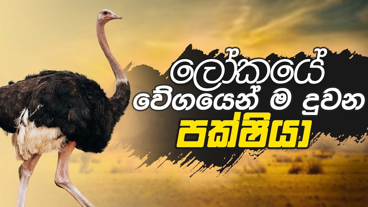 The Story of Ostrich | පැස්බරාගේ කතාව | #dehiwalazoo #පැස්බරා #pesbara #srilanka #Ostrich