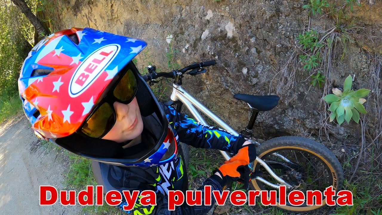 Dudleya Succulent Spin with Finn || Canyon & Wildflowers || Specialized Turbo Levo Expert