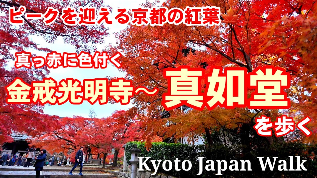11/27(月)ピークを迎えた京都の紅葉🍁隠れた名所 くろ谷金戒光明寺〜真如堂を歩く【4K】Autumn leaves in Kyoto