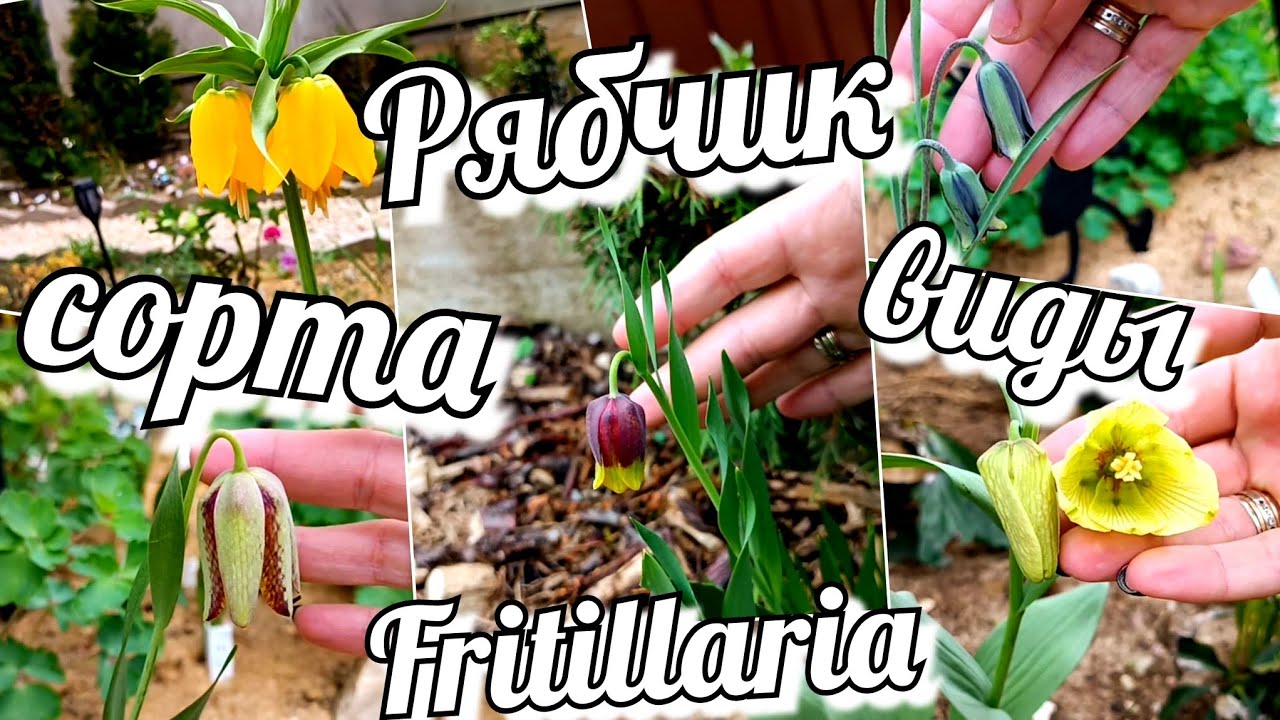 Рябчик/ Фритиллярия /Fritillaria Сорта и виды, которые растут в моем саду