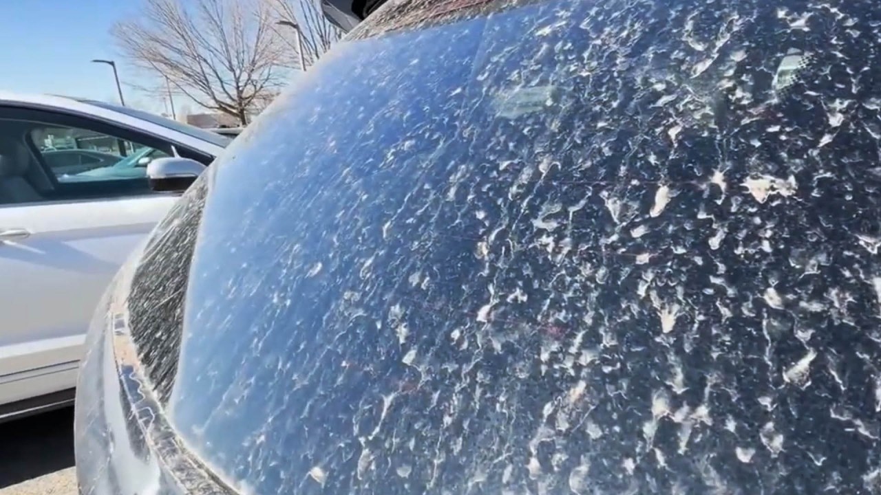 Chicago's new weather record, 'dirty rain,' and a surprise shark! | The Forecasters