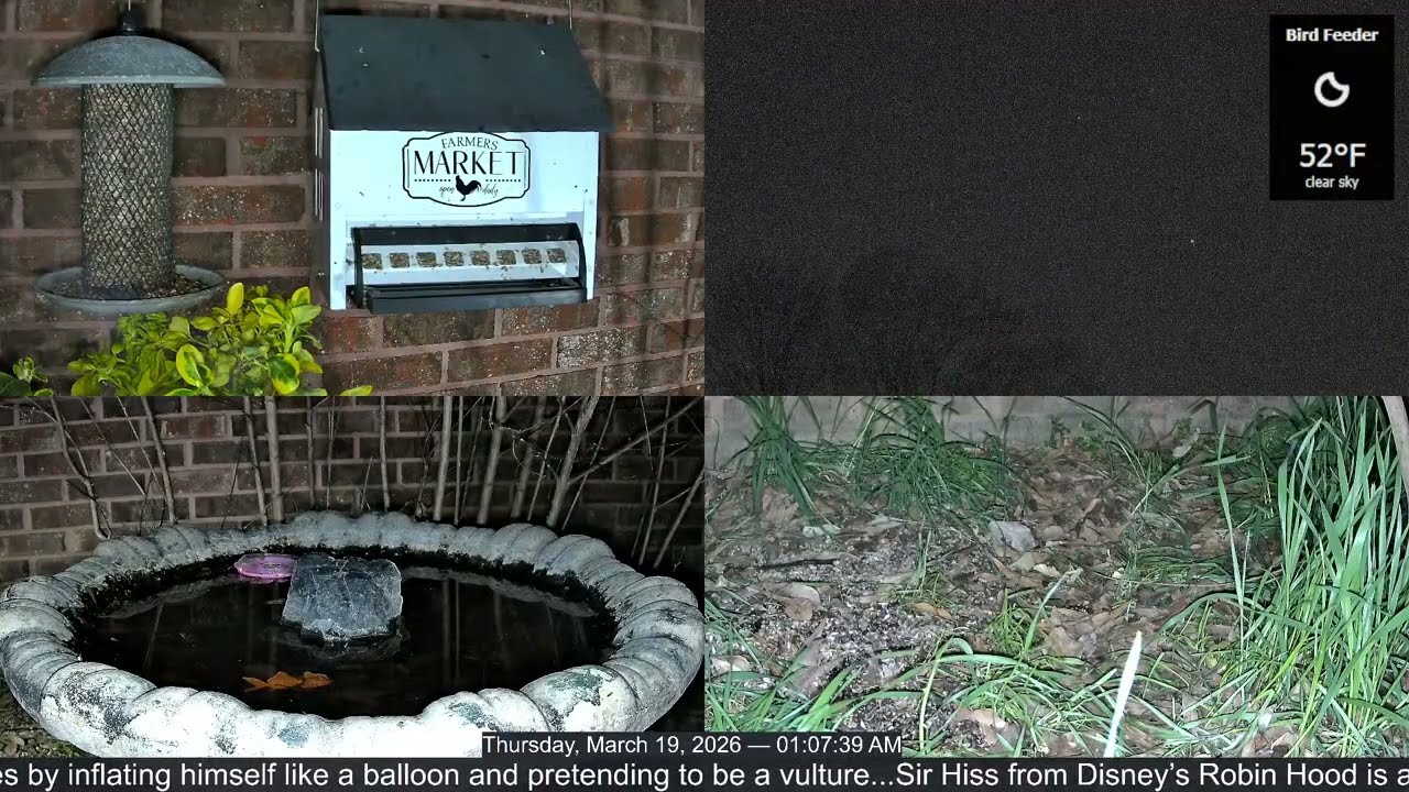LIVE Bird Feeder Cam | Flock Around the Clock 🐦 | 3/19/2026