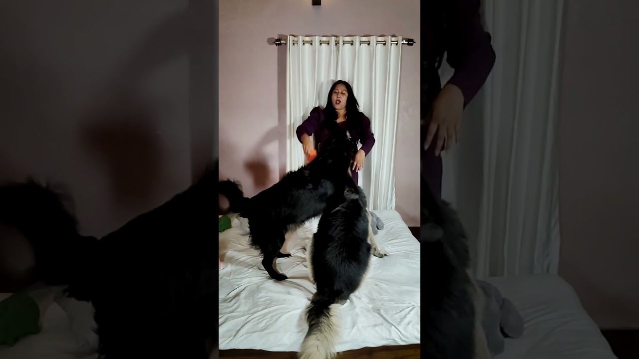 German Shepherds are very active dogs 