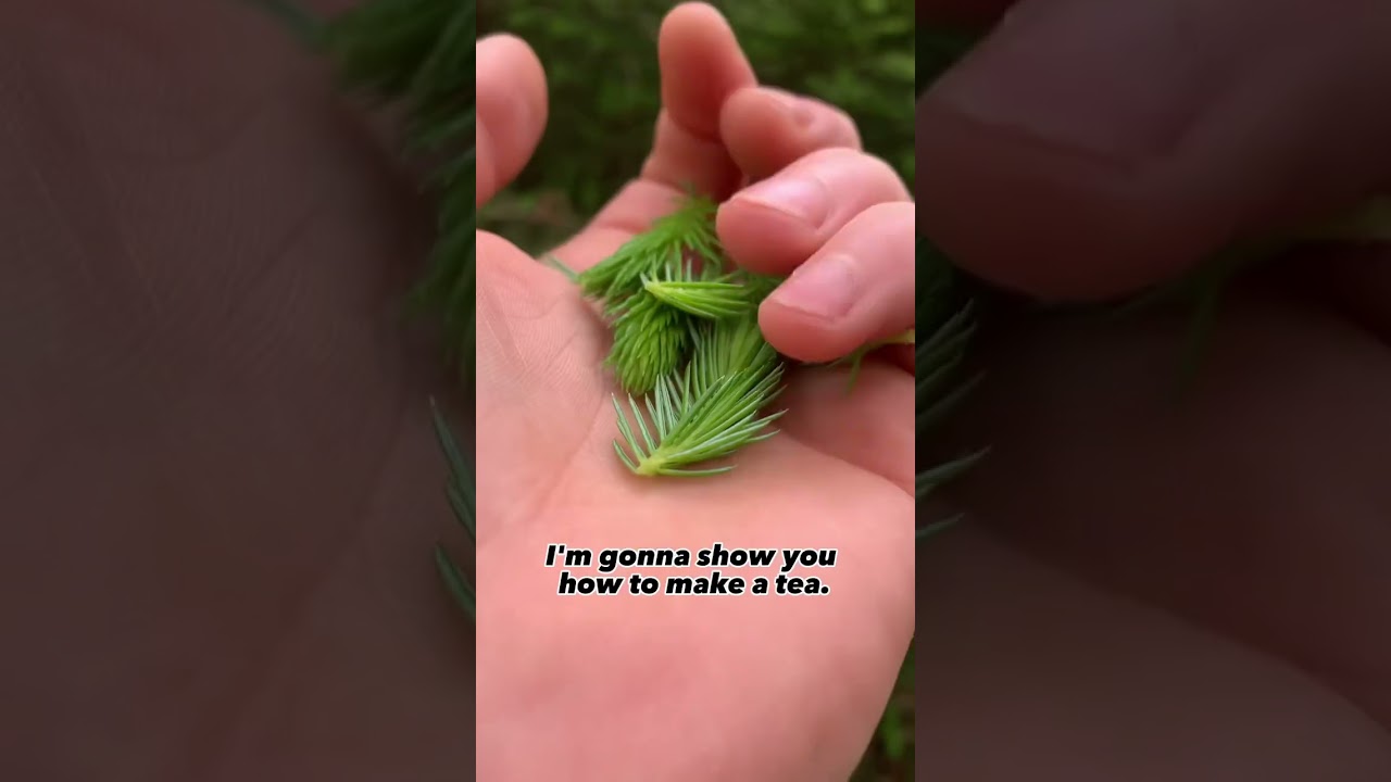 Spruce Tips. #forage #garden #forager #foraging #herbal #gardening #nature