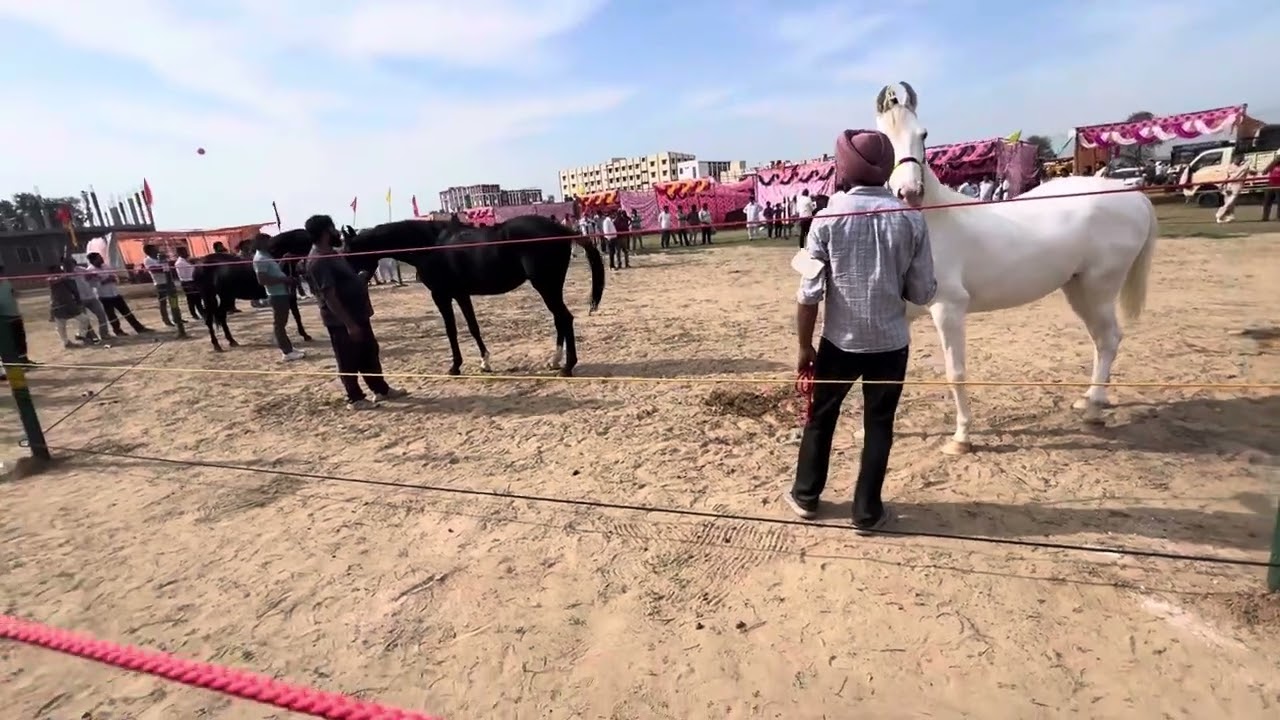 हनुमानगढ़ मेले का चैम्पियन घोड़ा ।Hanumangarh show champion Horse #horseshow  #horse #champion