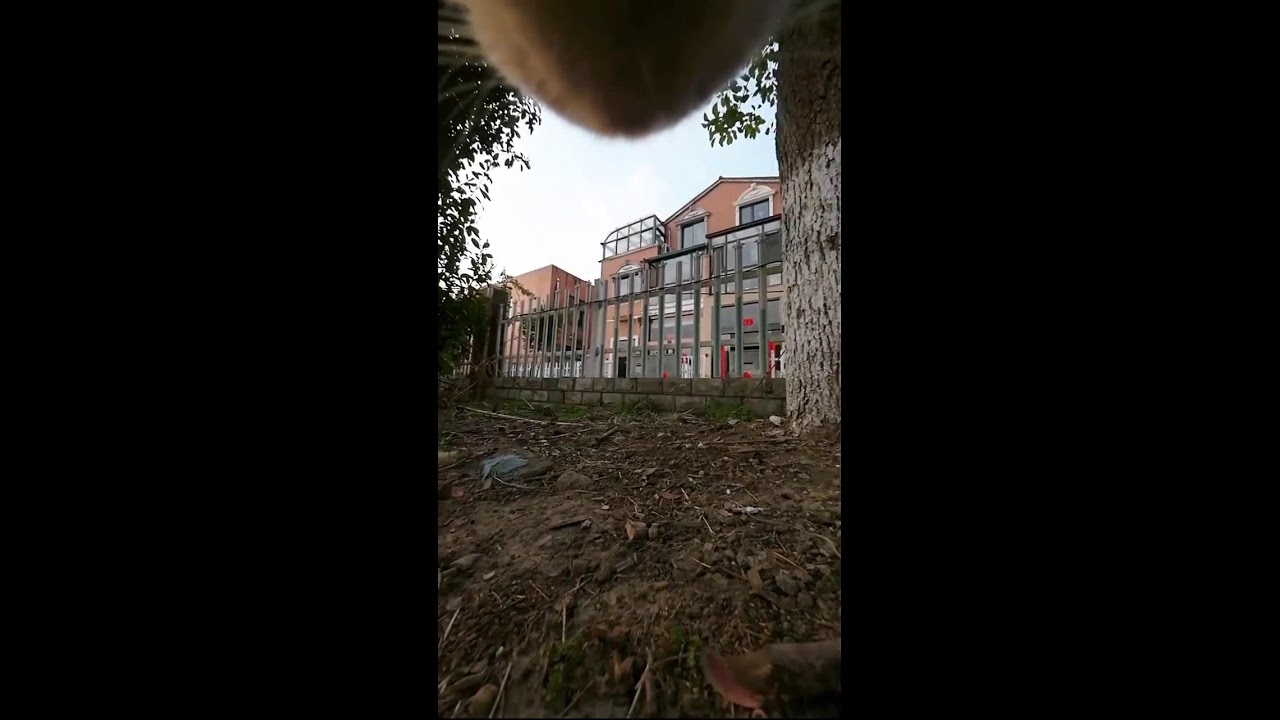 Cat POV Cam Live | Curious Cat Exploring Outdoors | Natural Sounds