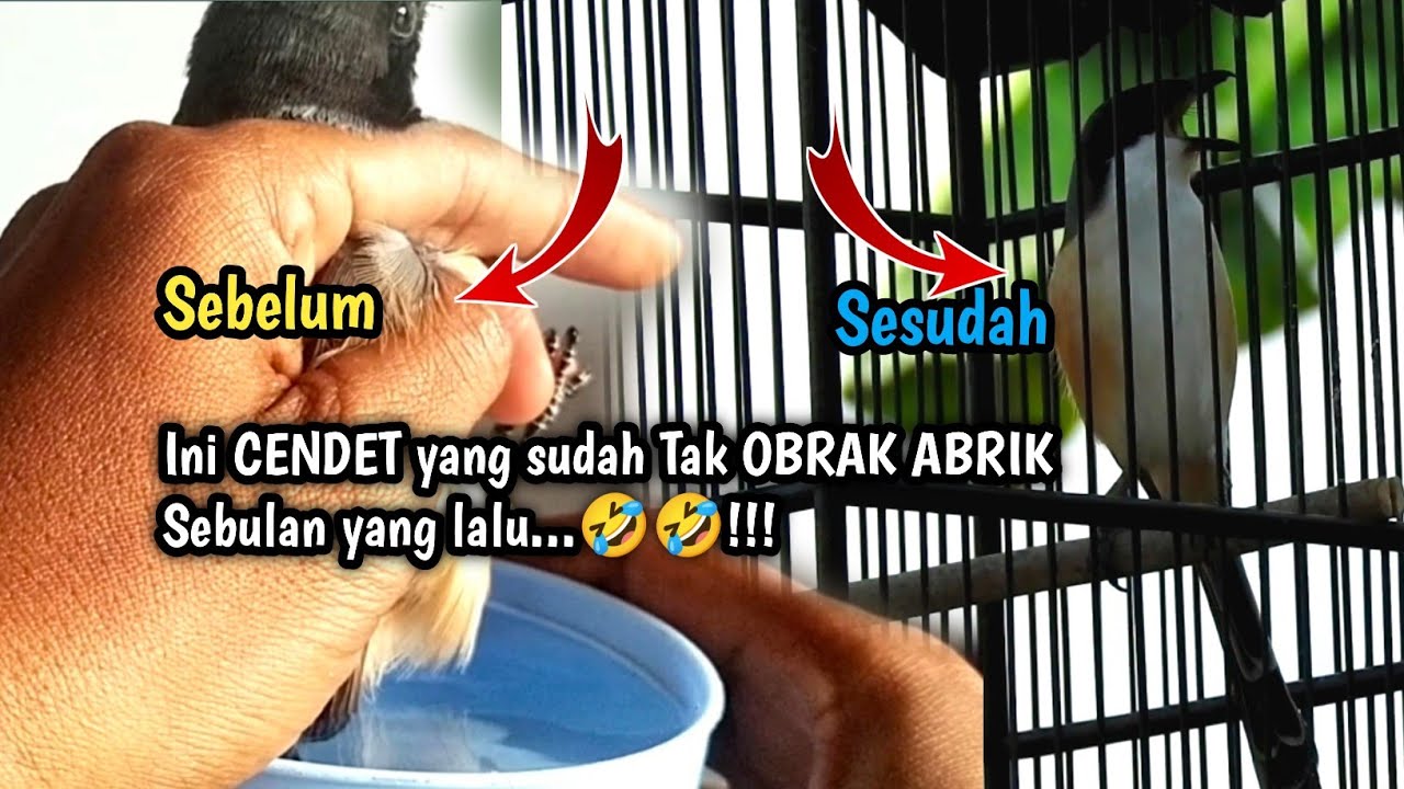 RAWATAN CENDET PASTOL AGAR CAPAT GACOR & FIGHTER||Part 2 Hasilnya Waoo