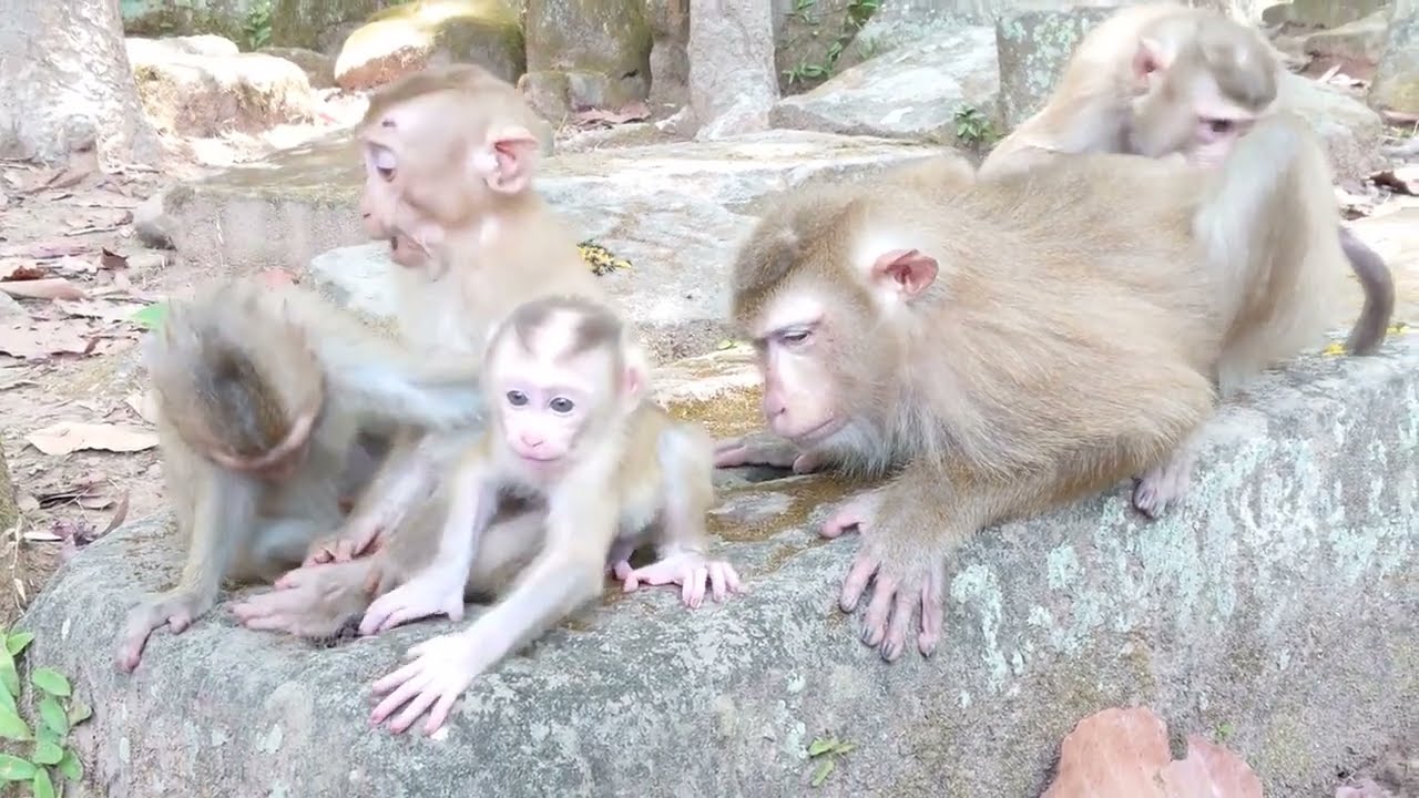 Nice time for Beloved baby monkey Lucie, Rainbow and Angela being together