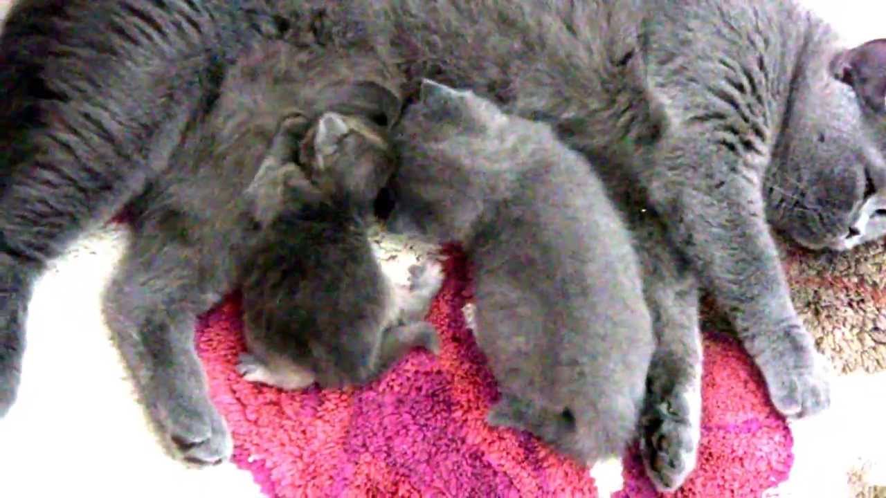 malutka długowłosa VIVIENNE u Cioci Evian  - British Shorthair Cattery