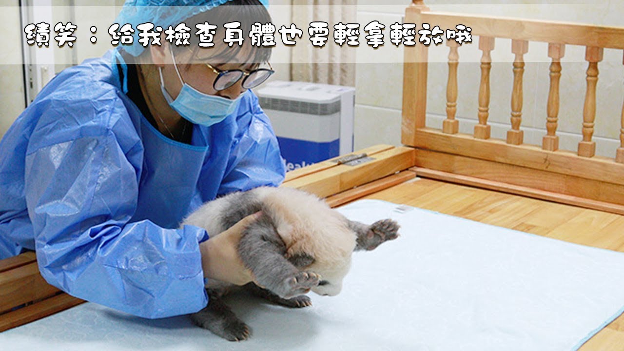 《熊貓主題趴》績笑：給我檢查身體也要輕拿輕放哦 | iPanda熊貓頻道