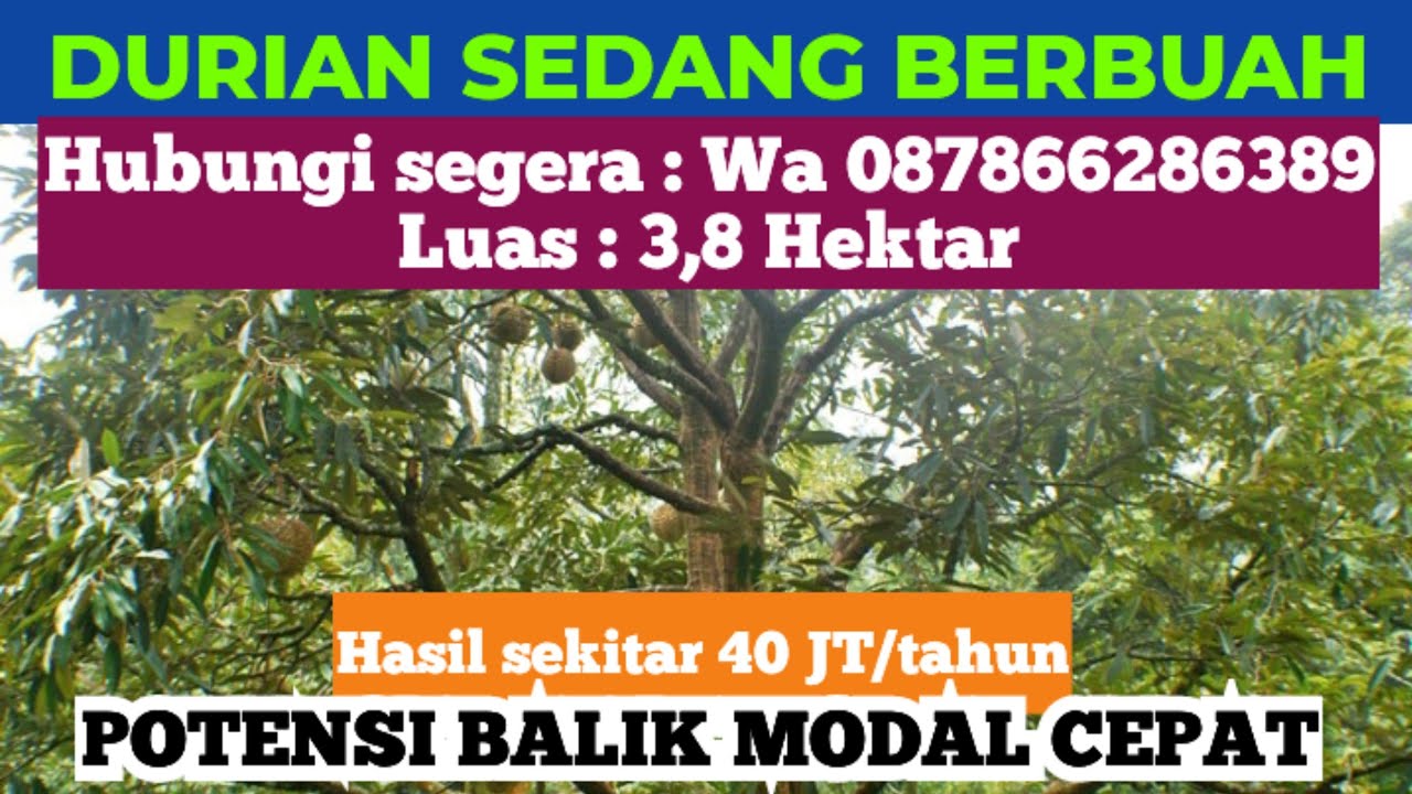 Subscribe Chanel ini bnyk manfaatnya❗DIJUAL KEBUN DURIAN LAGI BUAH, 3,8 Ha SHM, TEMBELING, BINTAN