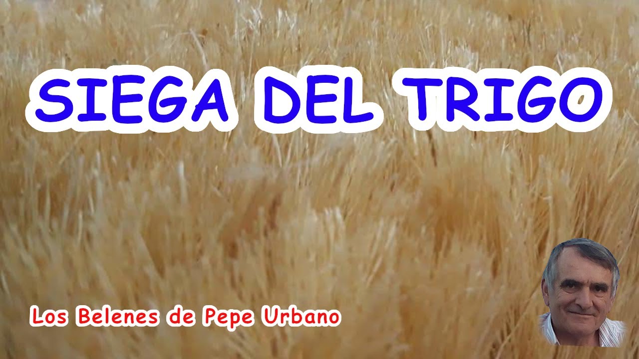La siega del trigo