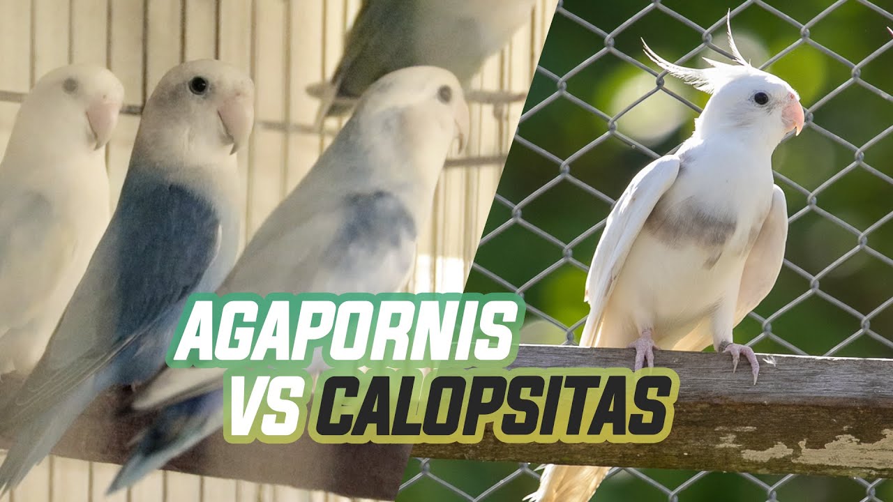 CALOPSITA VS AGAPORNIS: QUAL A MELHOR PARA COMEÇAR A CRIAÇÃO?