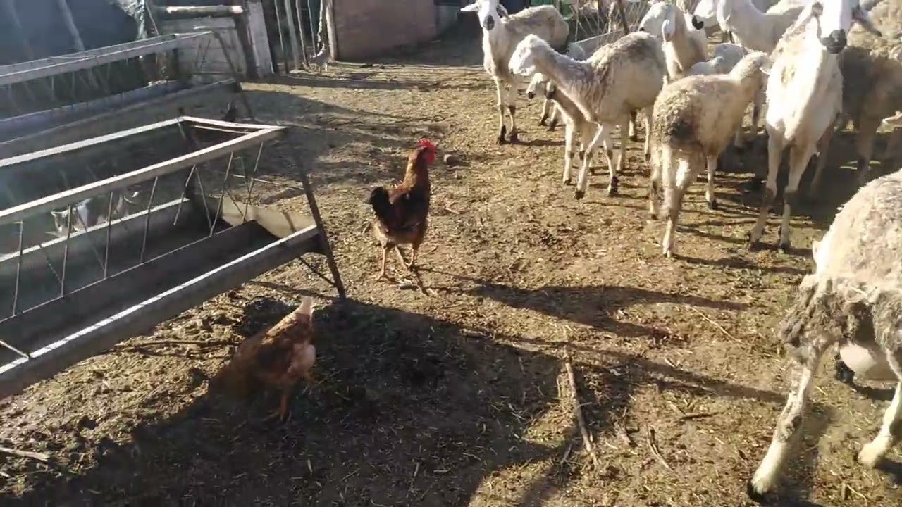 يوم جديد مع النظافة ديال الكوري في مزرعة الشافعي 