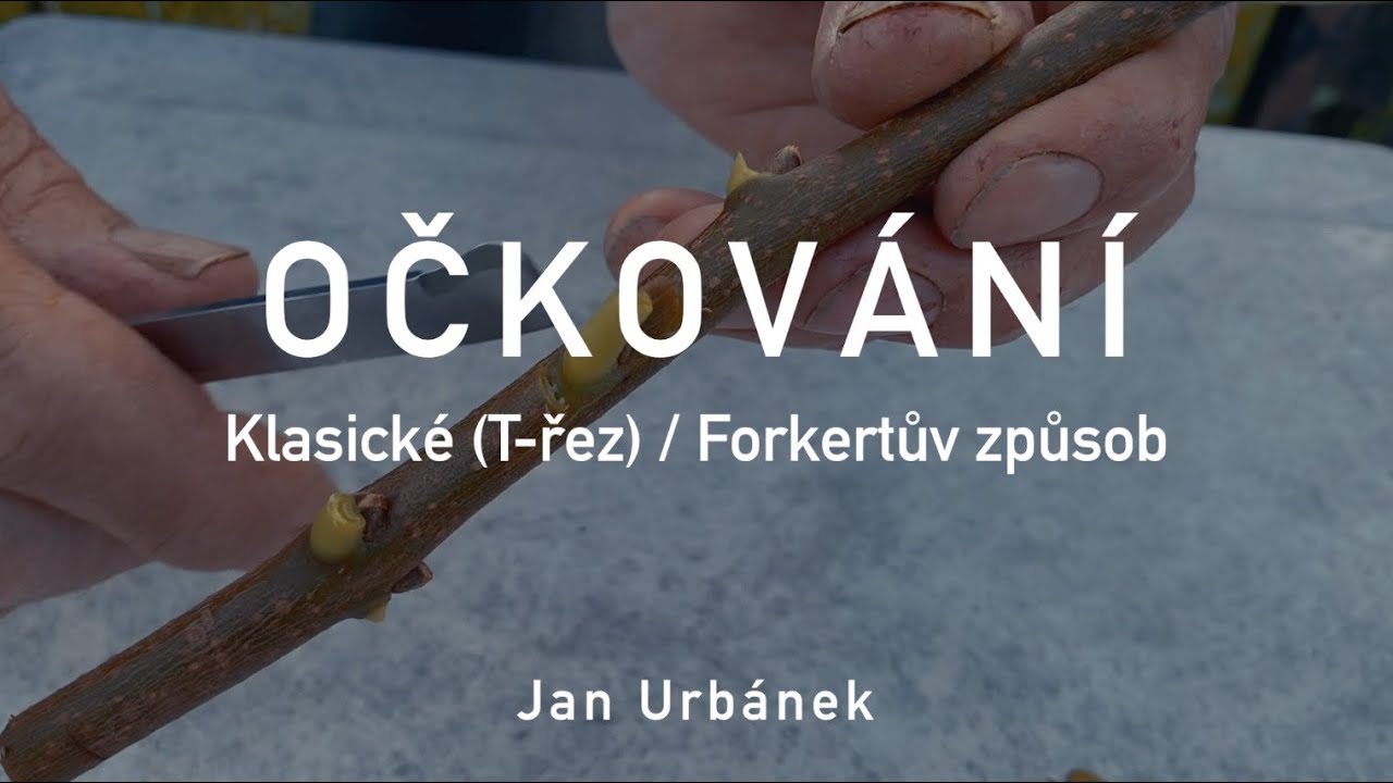 OČKOVÁNÍ – klasické (T-řez) / Forkertův způsob