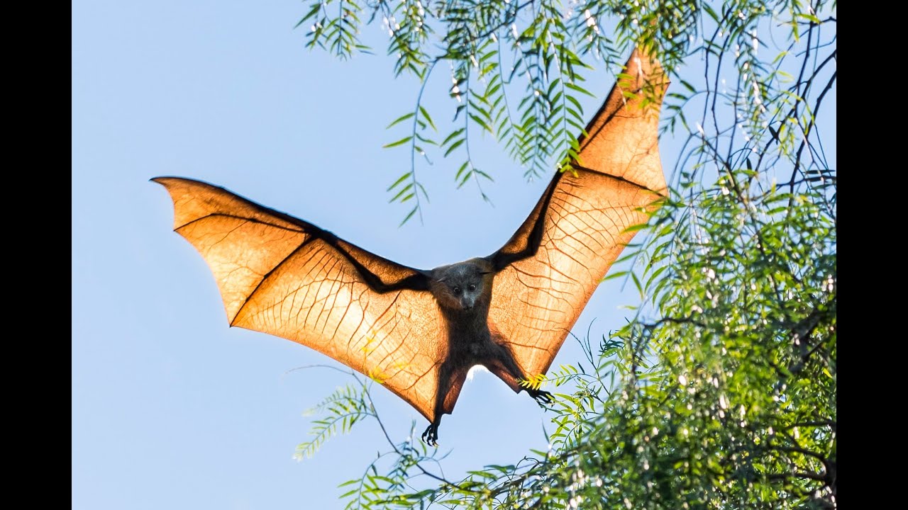 FLYING FOX BATS IN AUSTRALIA