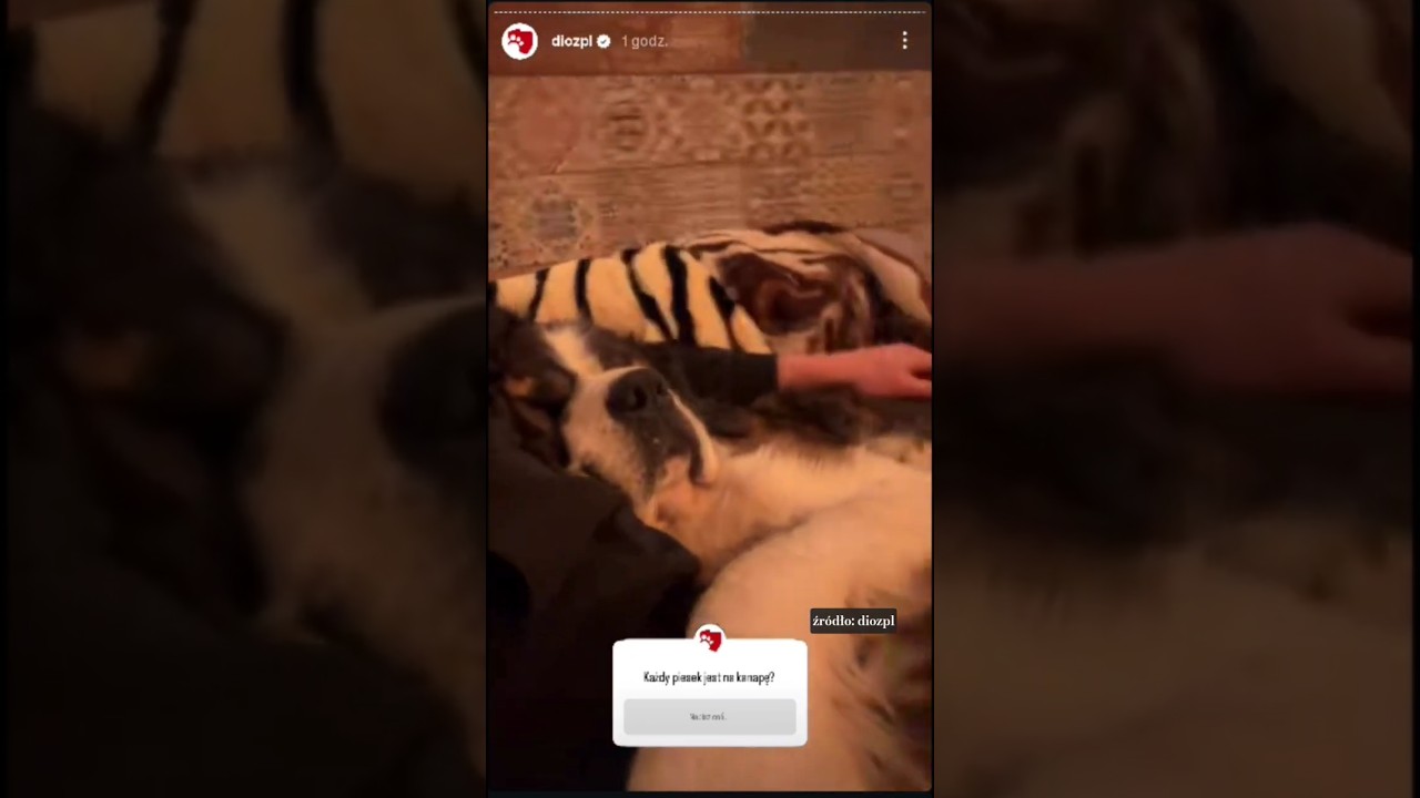 Każdy pies jest na kanape 🐶❤️ 