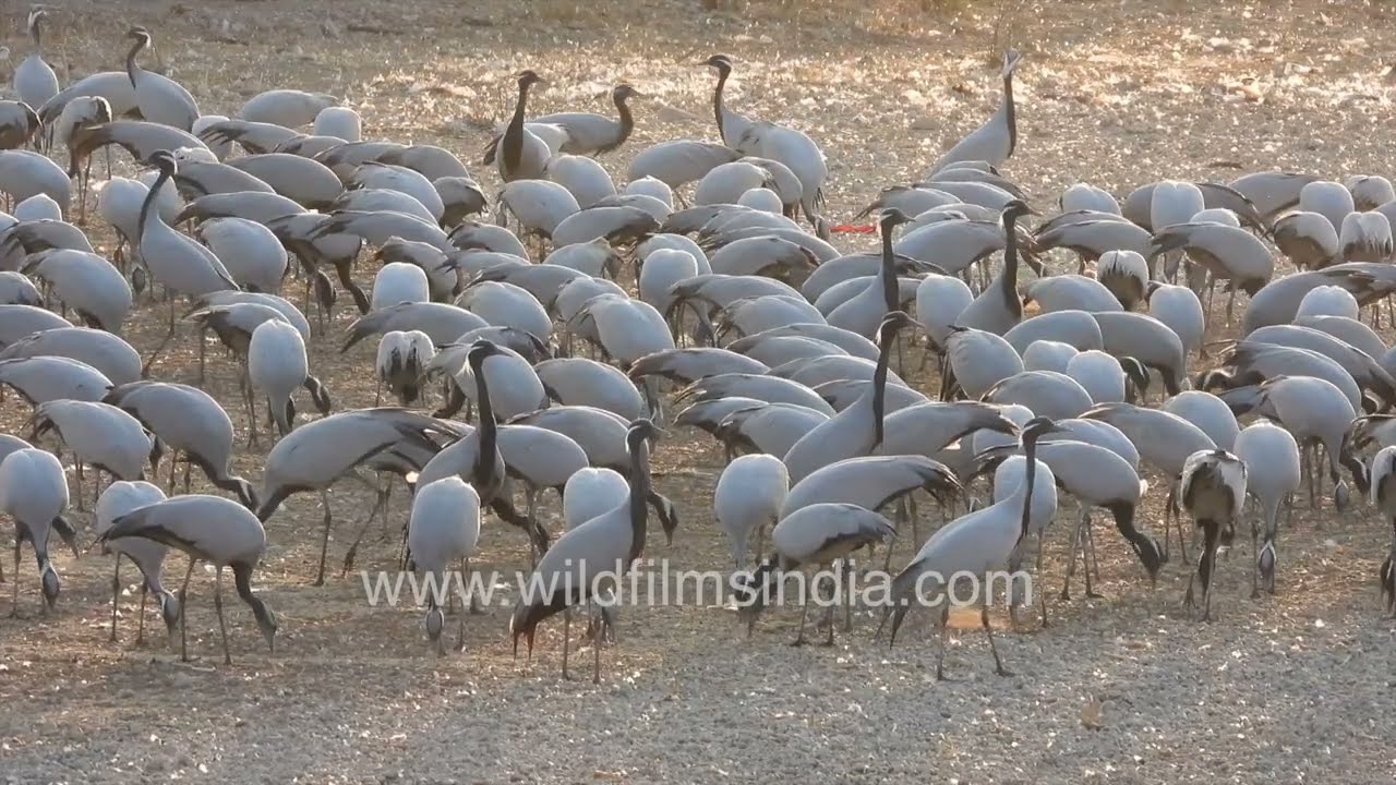 Khichan welcomes thousands of Demoiselle cranes each migration season