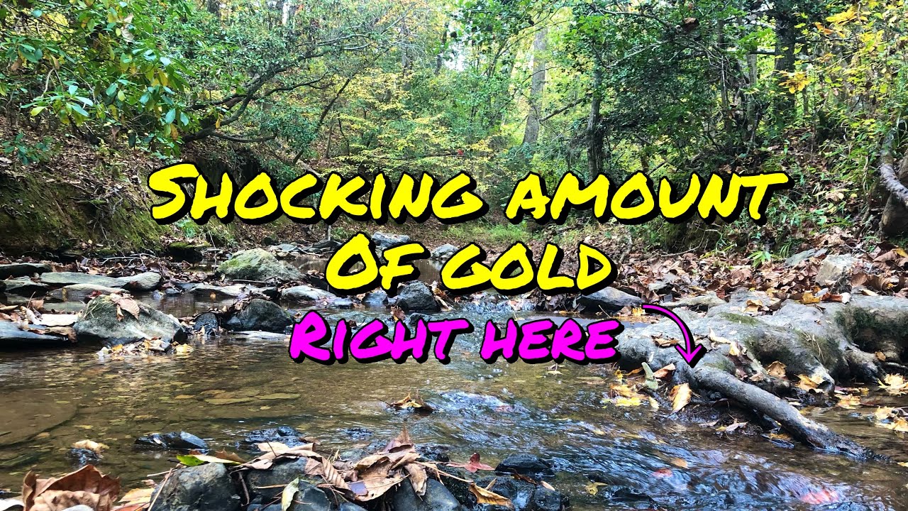 Unbelievable amount of Gold trapped by tree roots!