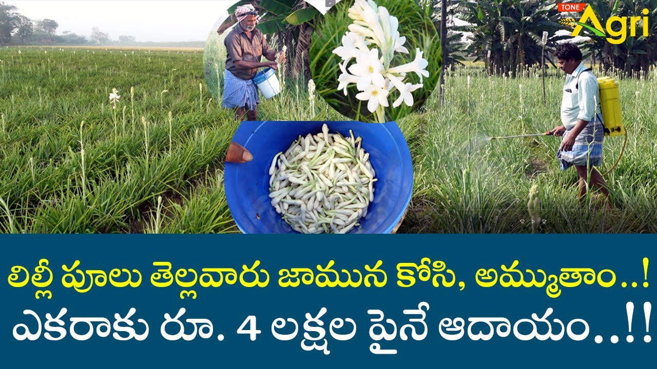 Lily Flower Farming in Telugu | తెల్లవారు జామున కోసి, అమ్ముతాం! ఎకరాకు రూ.4లక్షల ఆదాయం..!! Tone Agri