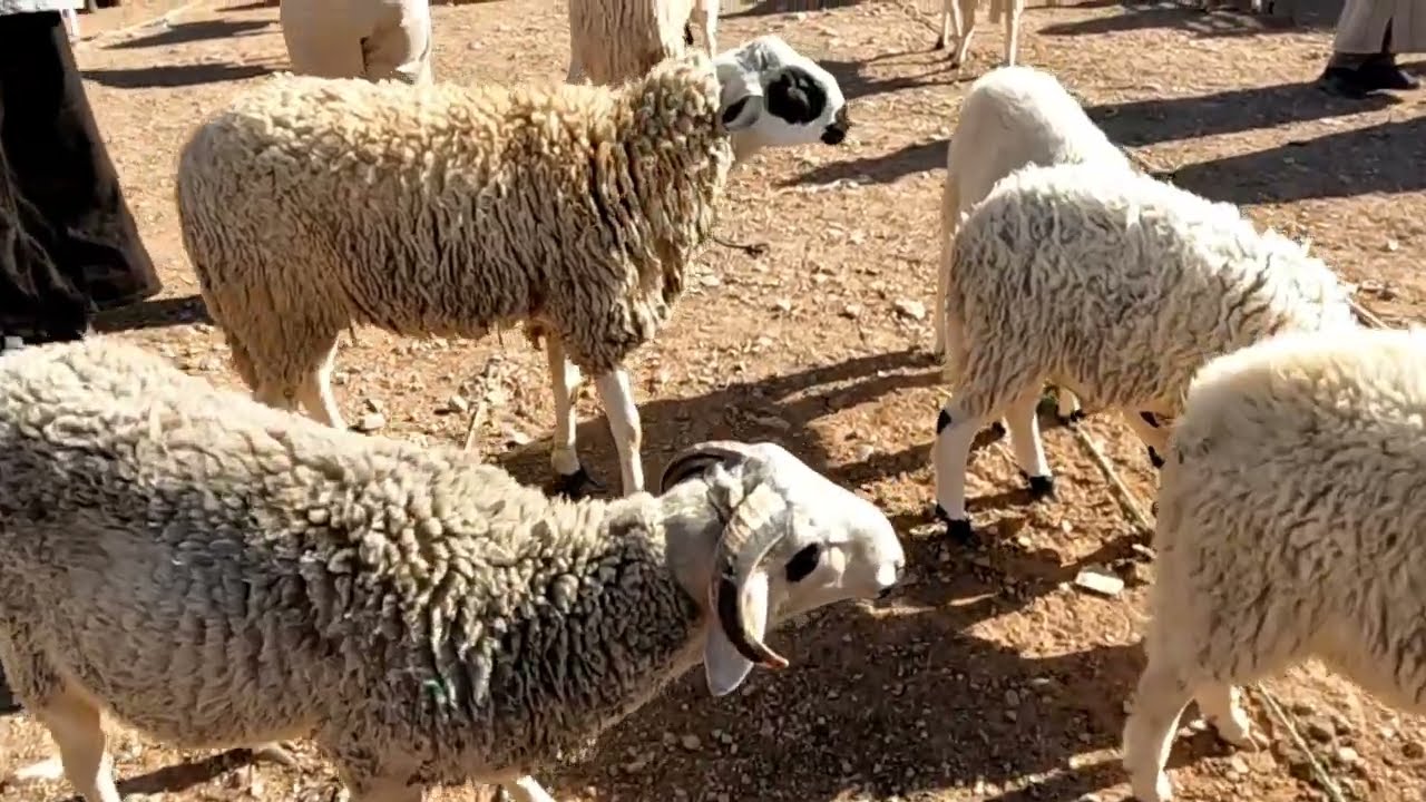من سوق الثلاثاء قلعة مگونة إقليم تينغير تمن الغنم اليوم بتاريخ 14/01/2025