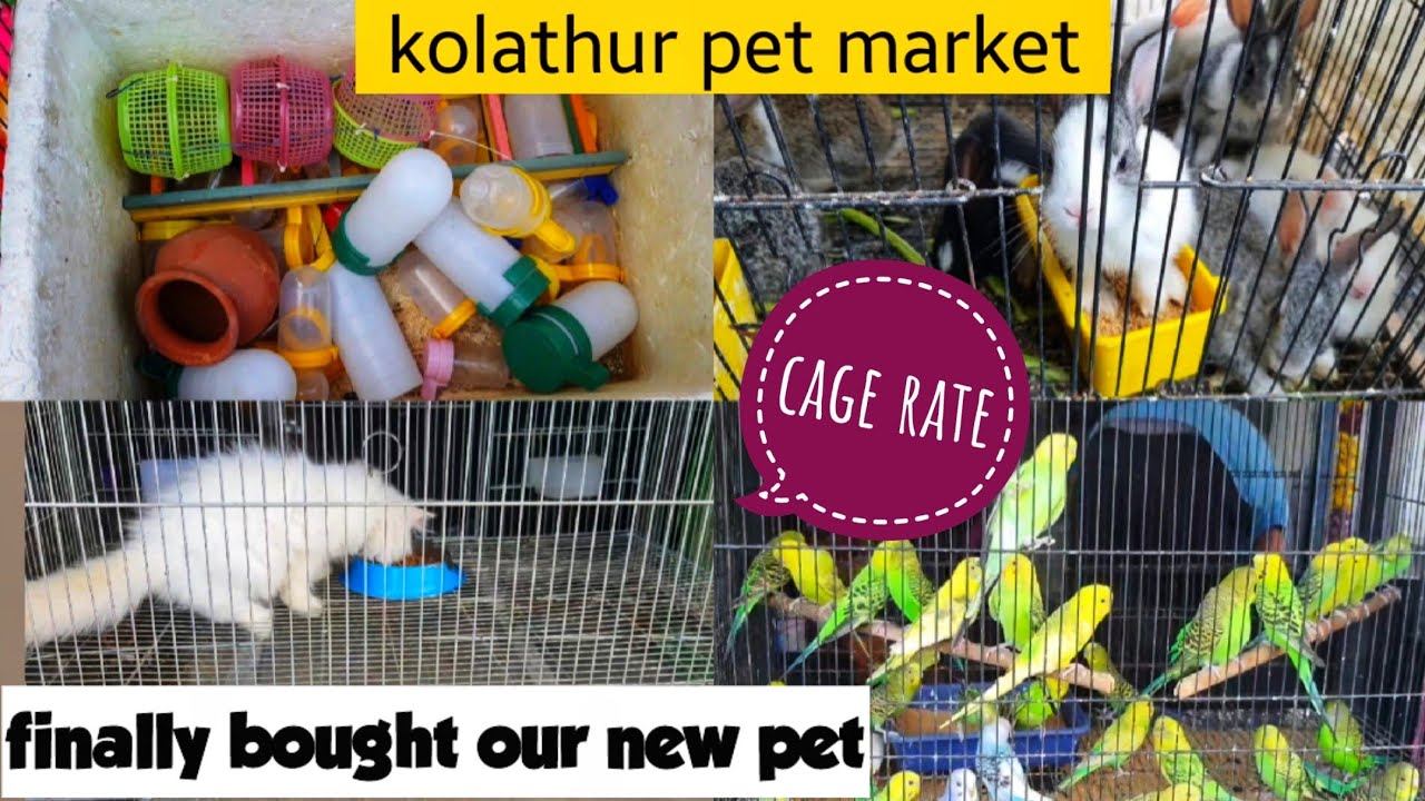 Kolathur fish market | Birds and cages with price | Kolathur pet shop |cheap pets and fishes chennai