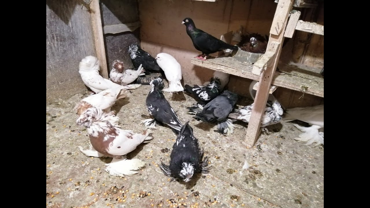 КОЛЛЕКЦИЯ ГОЛУБЕЙ ВУСАЛА ГУСЕЙНОВА г  Уфа