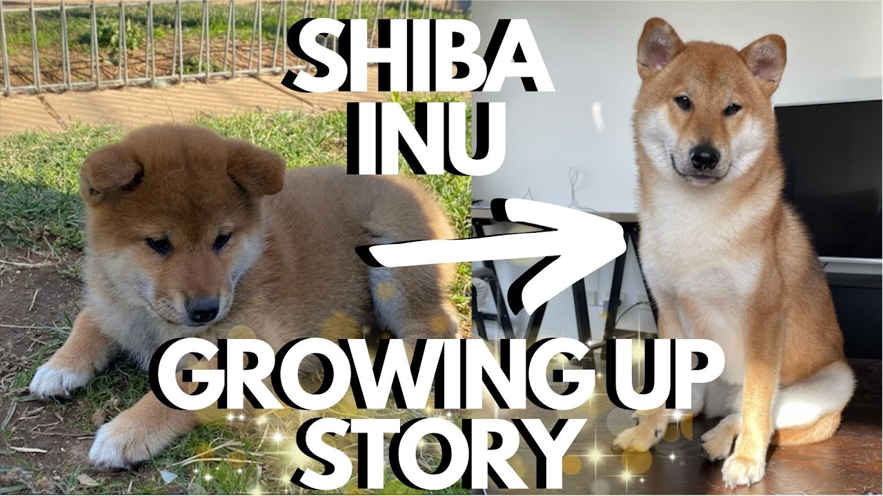 Sashige (Dirty Red) Shiba Inu Puppy Growing Up Story - 8 weeks to 1 year 🐾🫶