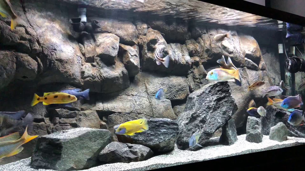 Lake Malawi African Cichlids Peacocks & Haps 4k 60fps