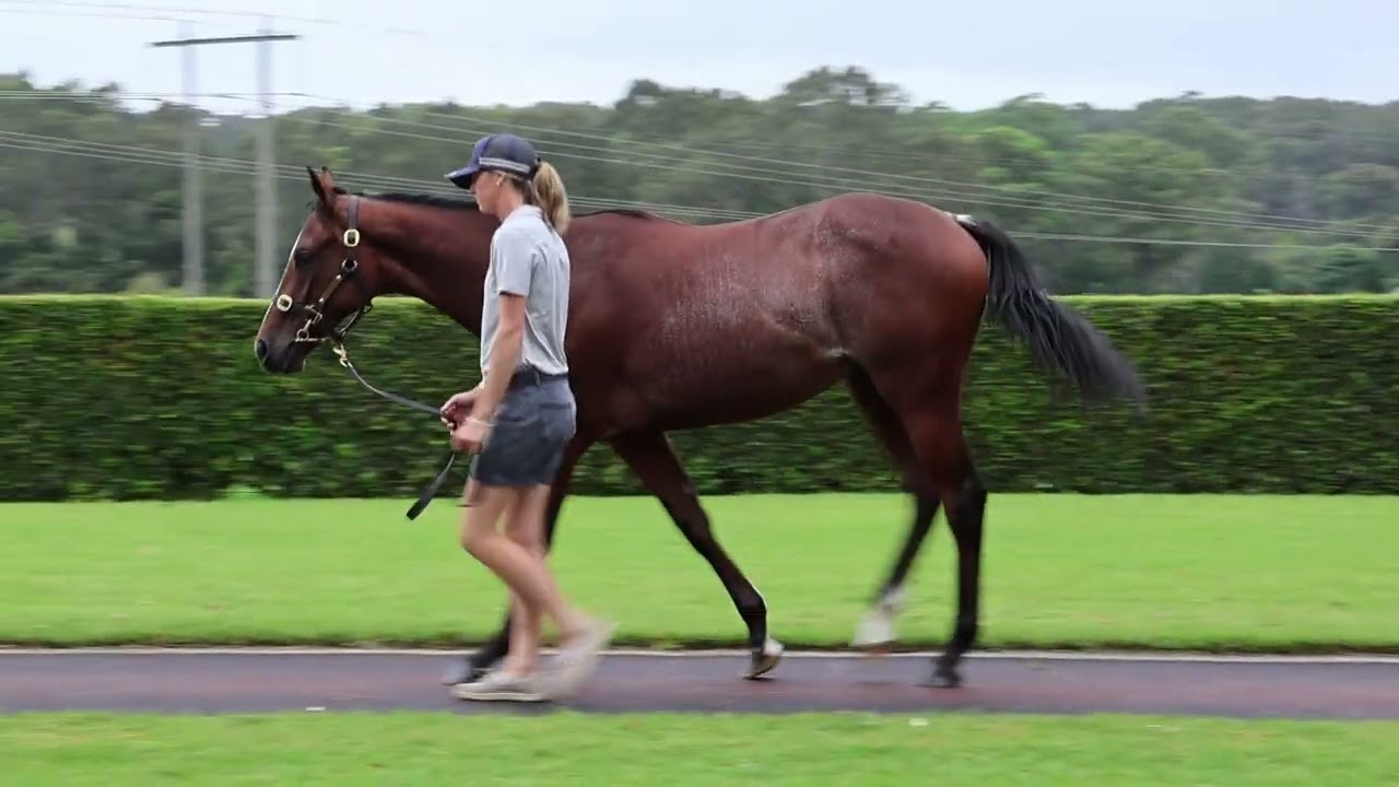 Lot 97 2026 Magic Millions Adelaide yearling sale - Dundeel x Valley of Light