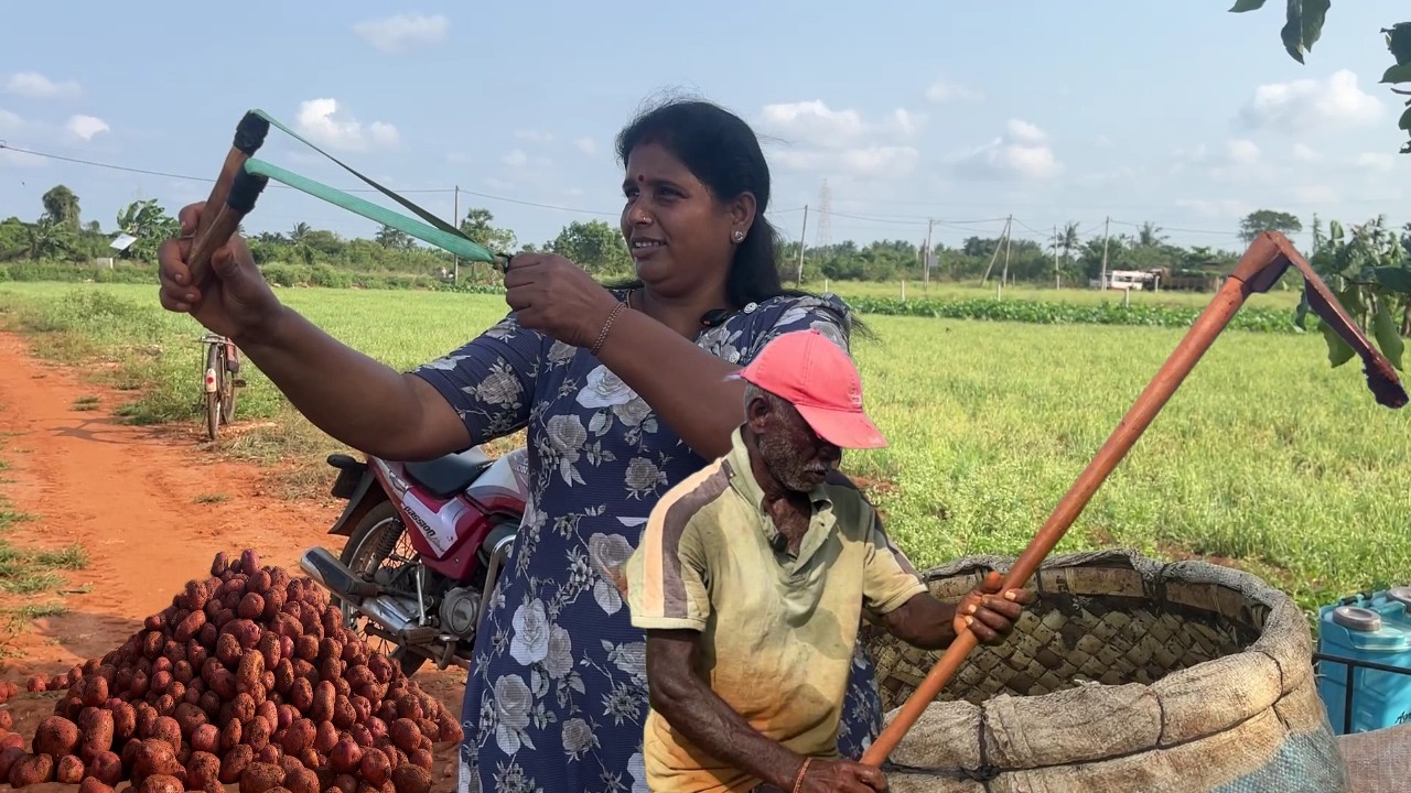 Potato Harvest in Jaffna Fields | Neervely Traditional Farming | Sri Lanka Agriculture 🥔 | விவசாயம்